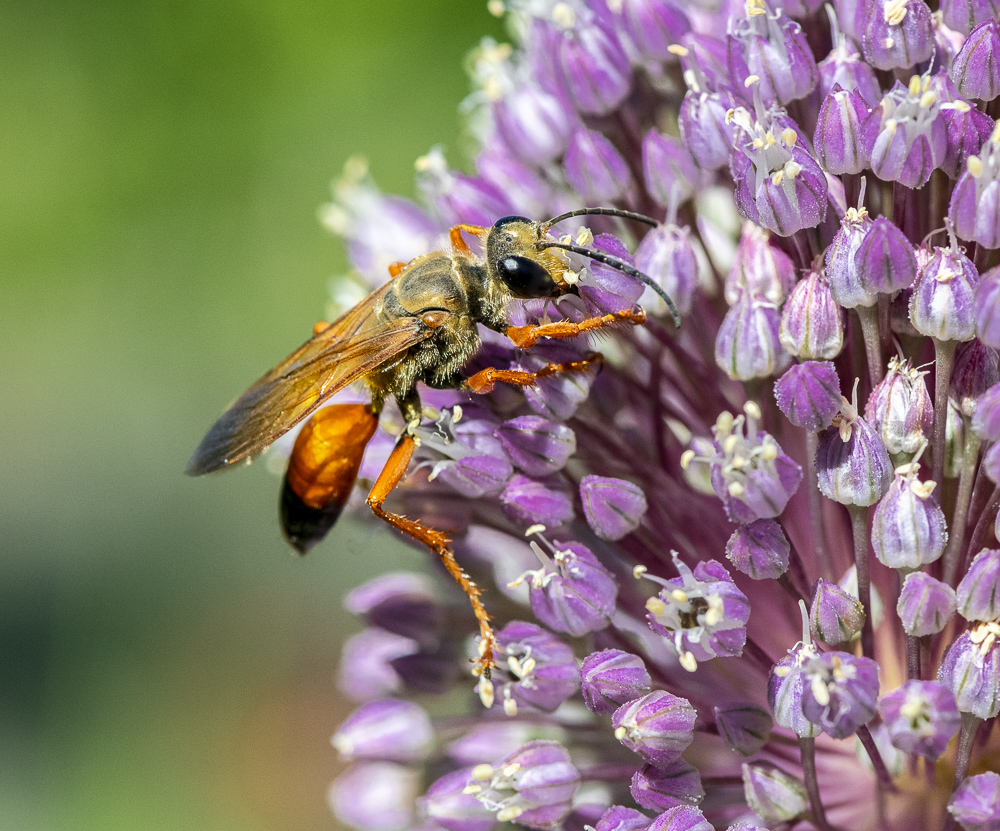 A Great Golden Digger Wasp harvesting nectar from an Allium Flower.  Olympia, Washington