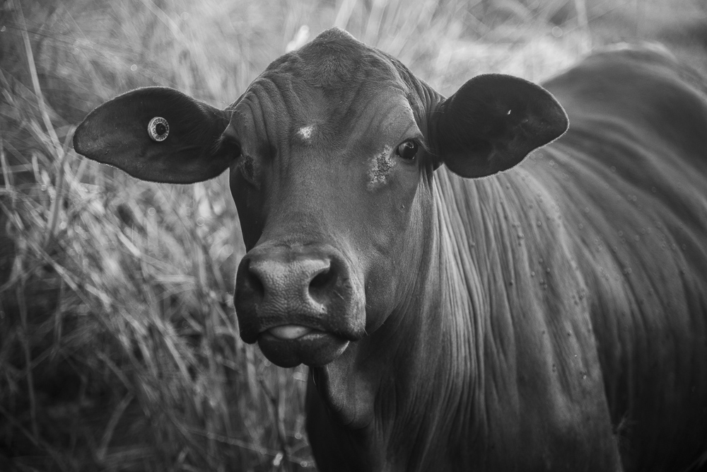 Cows near Butcher's Creek, Atherton Tablelands, Queensland, Australia.  Black and White