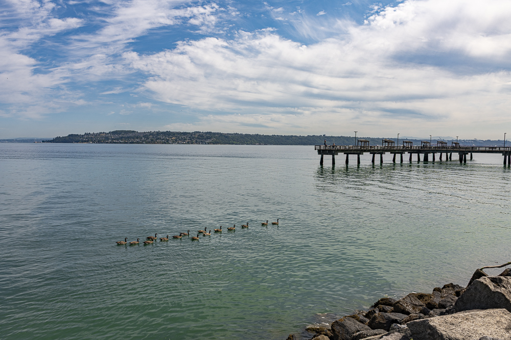 Canada Geese in Commencement Bay, Puget Sound, Tacoma, Washingon