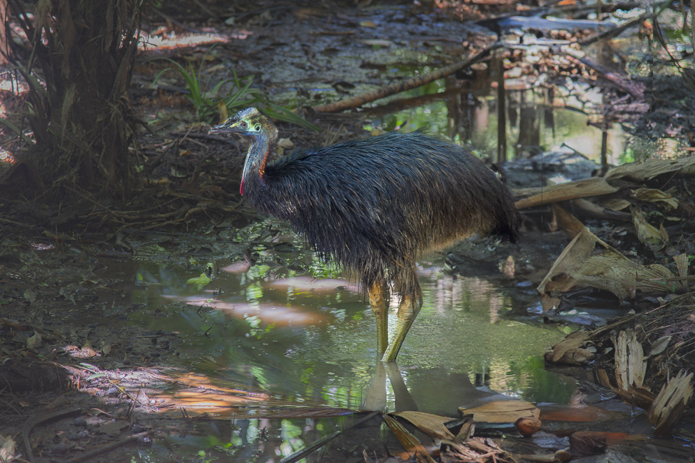 Wild Cassawary in the Daintree Rainforest, Queensland, Australia