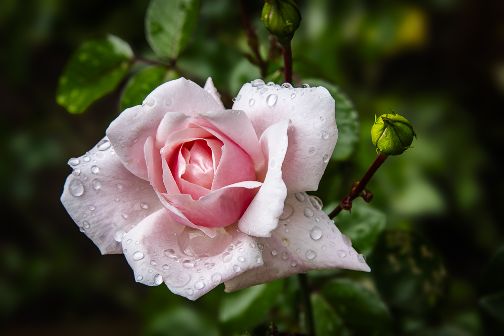 Pink rose and dew drops
