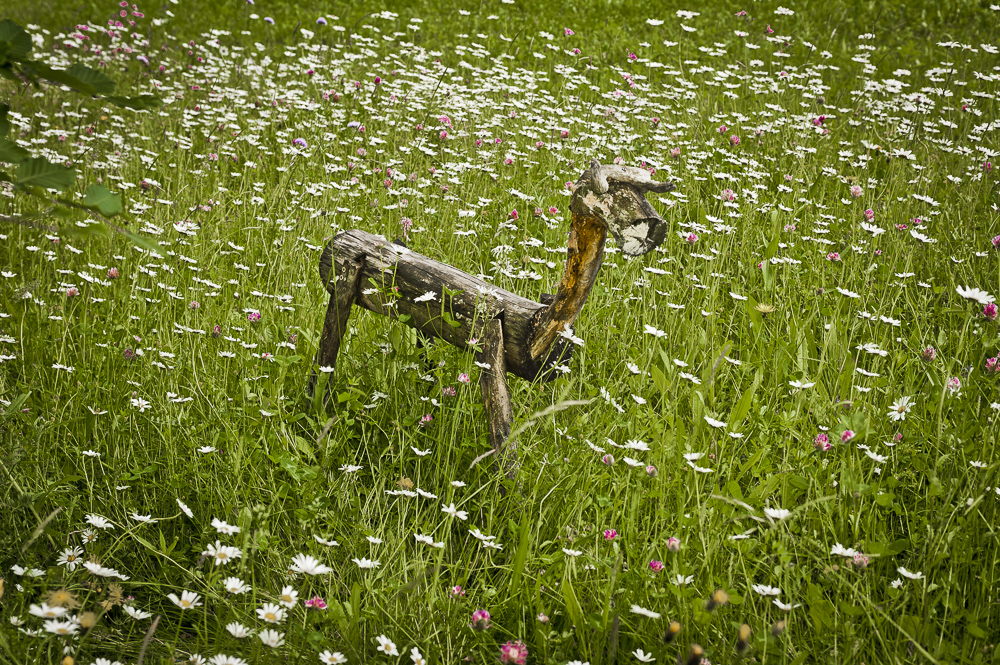 A wooden Deer in a field of daisies, Germany