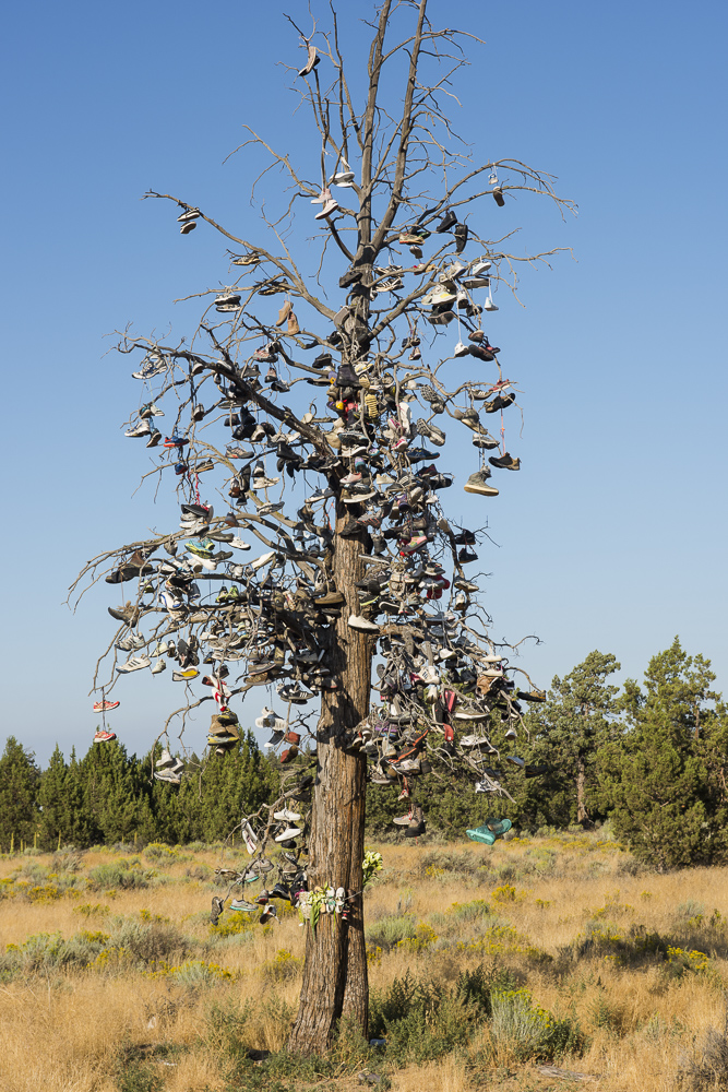 The Shoe Tree along hiway 97 near Bend, Oregon.