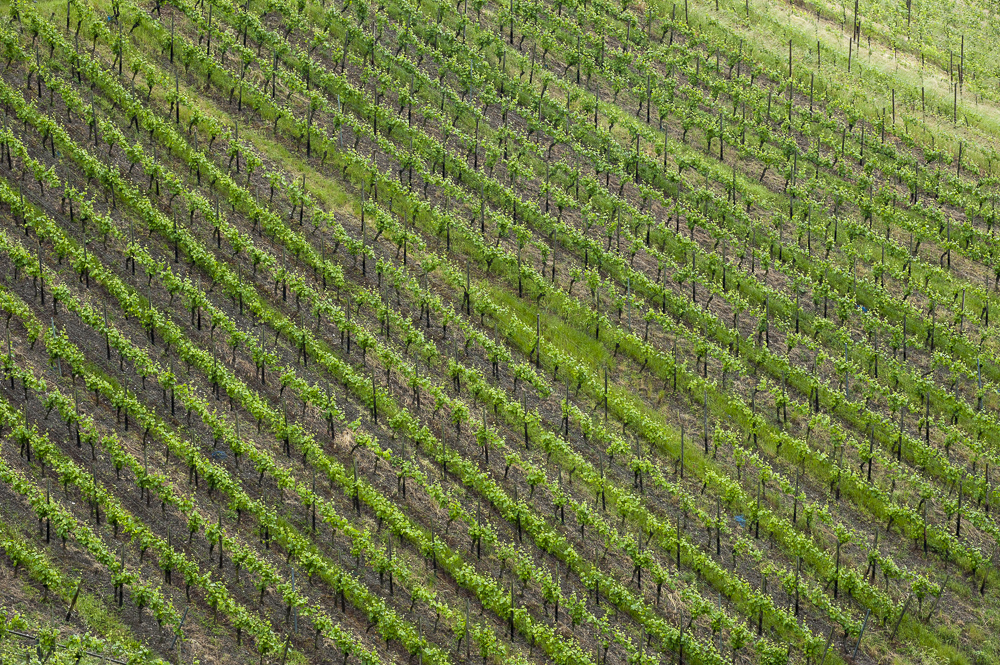 spring in the Rhine Valley Grape Vineyard