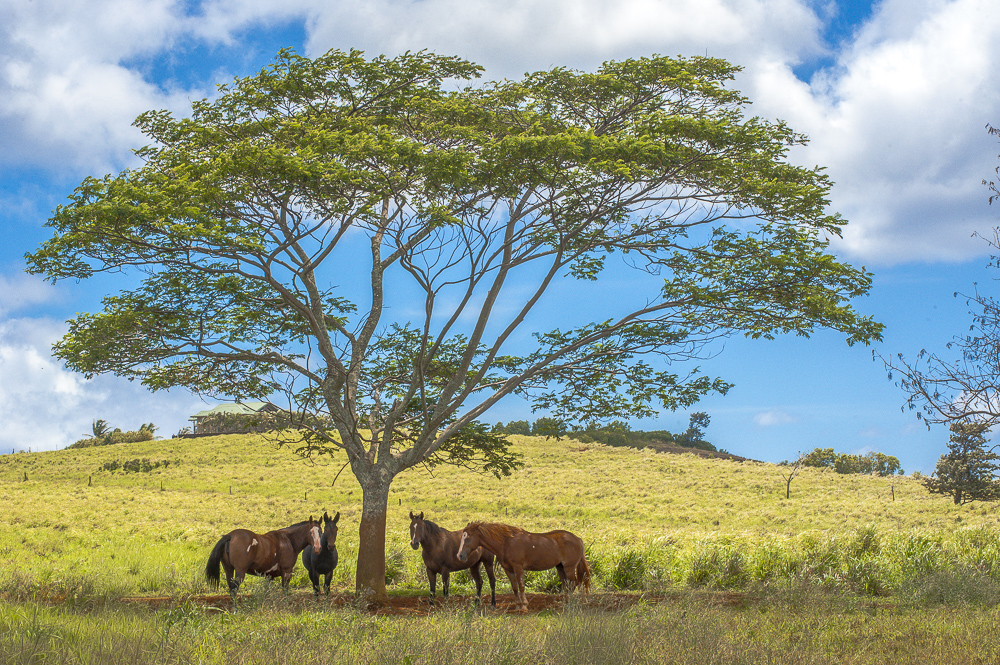Horses shading under a Tree, Kauai, Hawaii