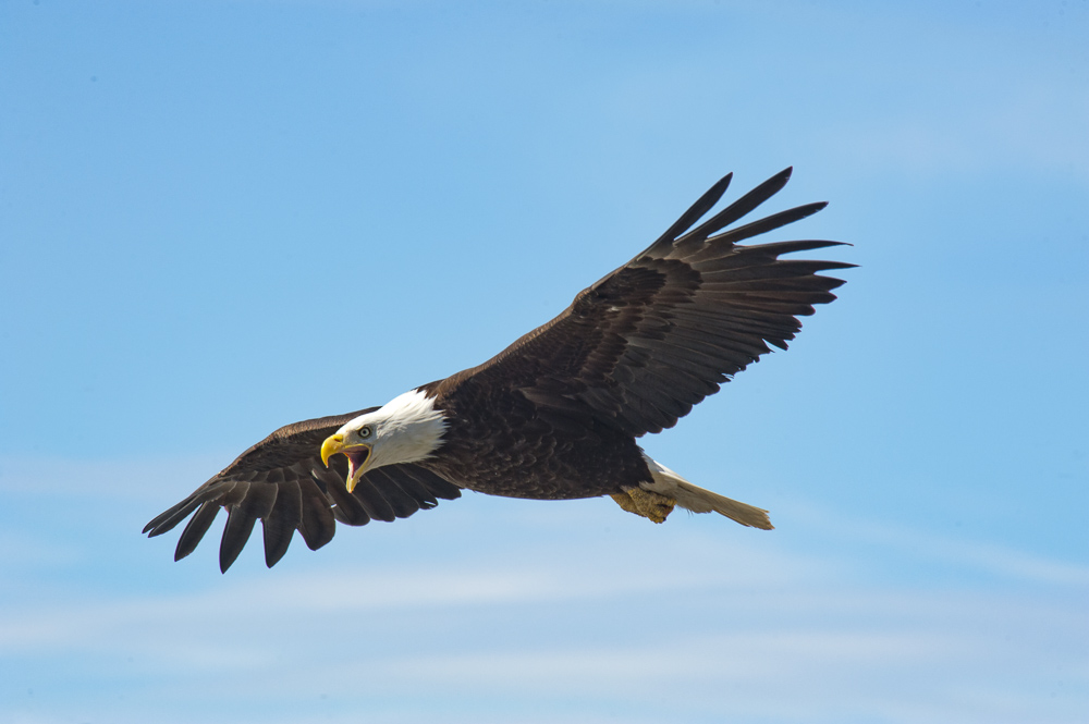 A mighty Bald Eagle giving alarm calls while in flight letting everyone know he's near by.  Alaska