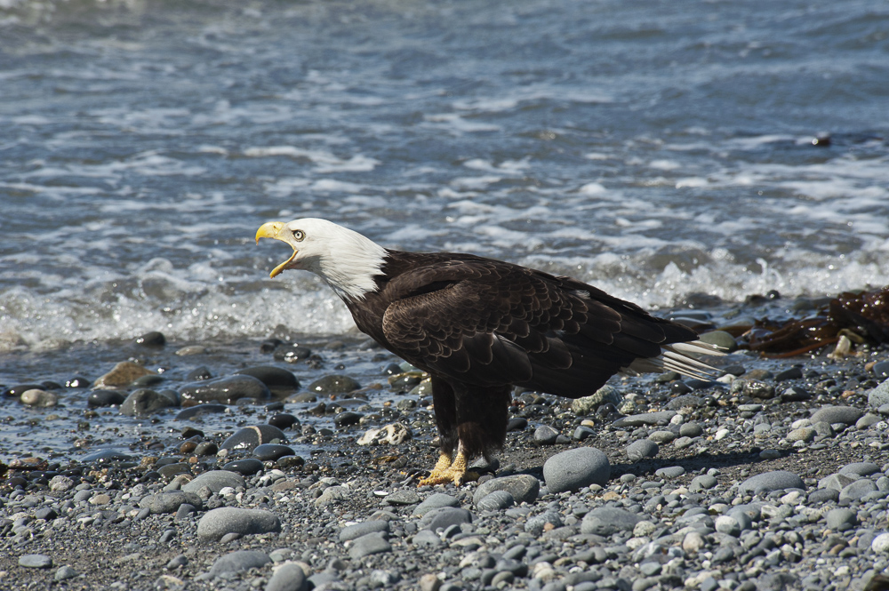 A Bald Eagle just letting evveryone know he's here.  Alaska