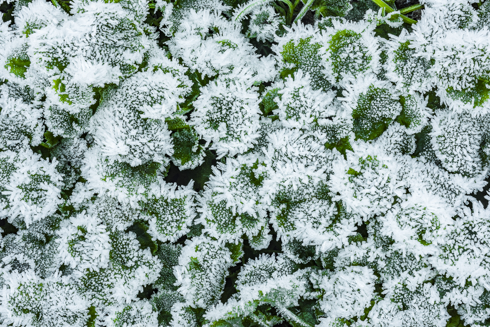 A micro photo of Ice crystals on a ground cover plant, Western Washignton