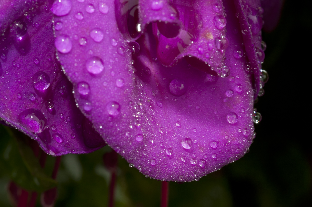Dew Drops on a pink fushia flower petal
