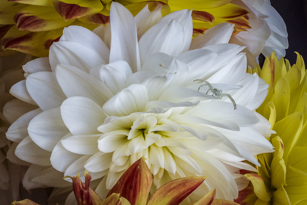Spider on Dahlia Flower