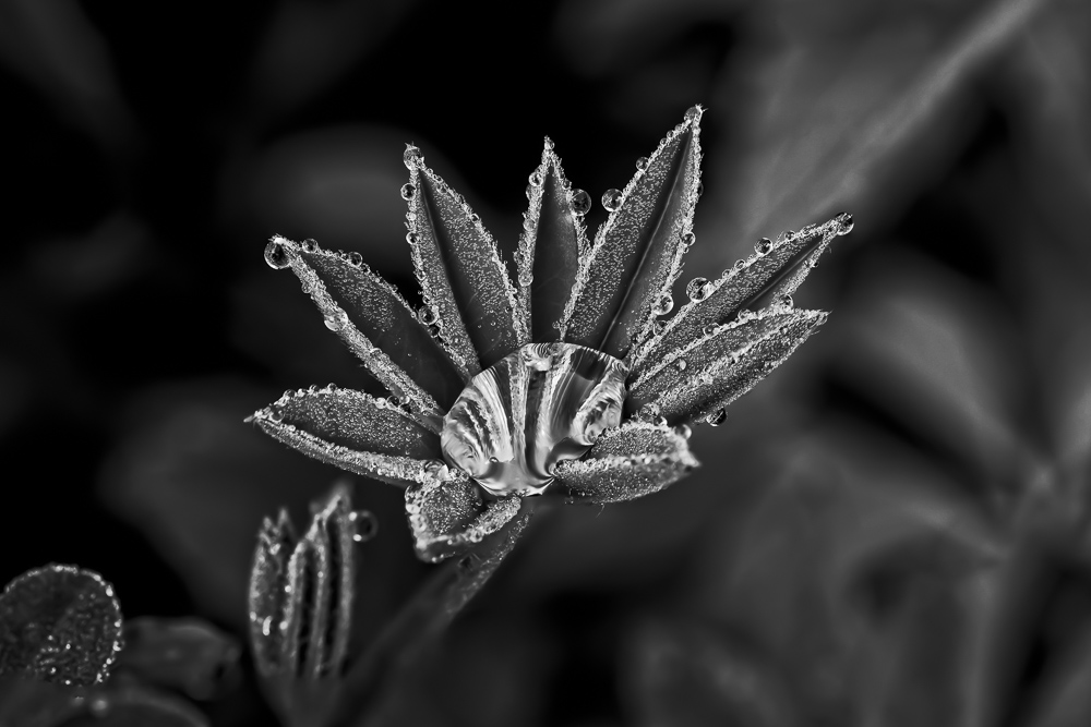 Lupine Leaves with Dew Drops in Black and White.