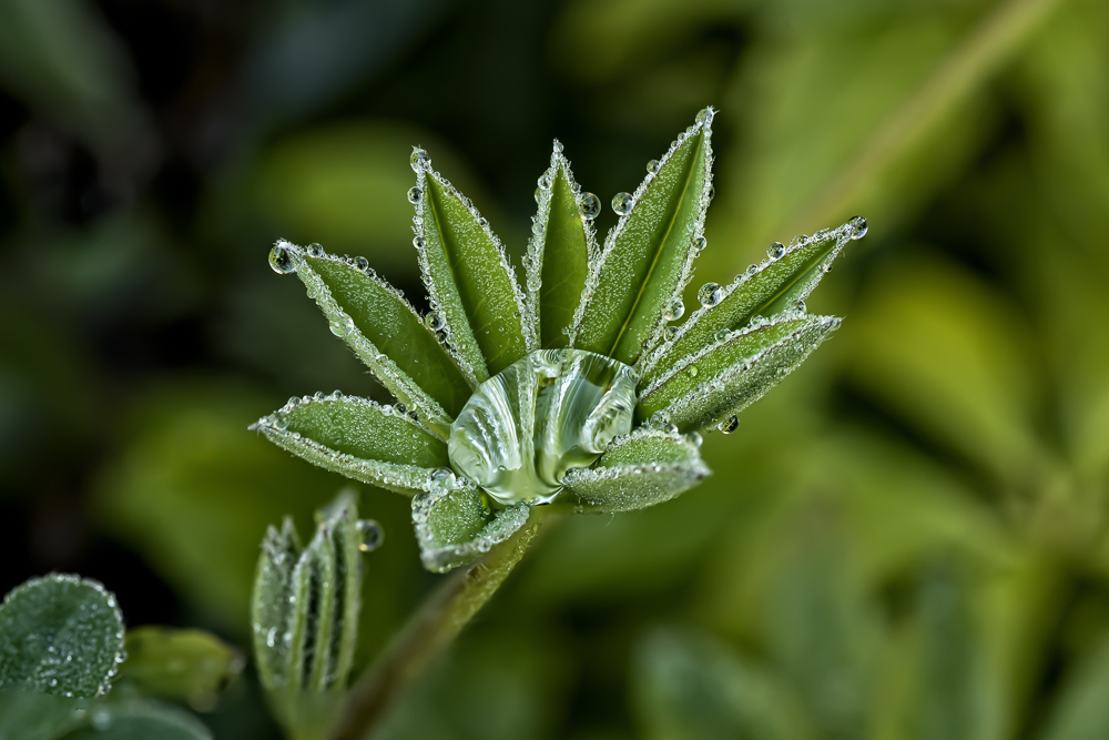 Lupine Leaves with Dew Drops.