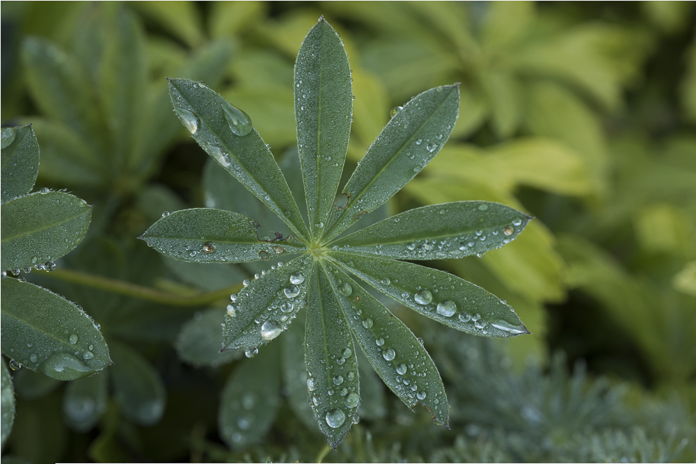 Lupine Leaves with Dew Drops.