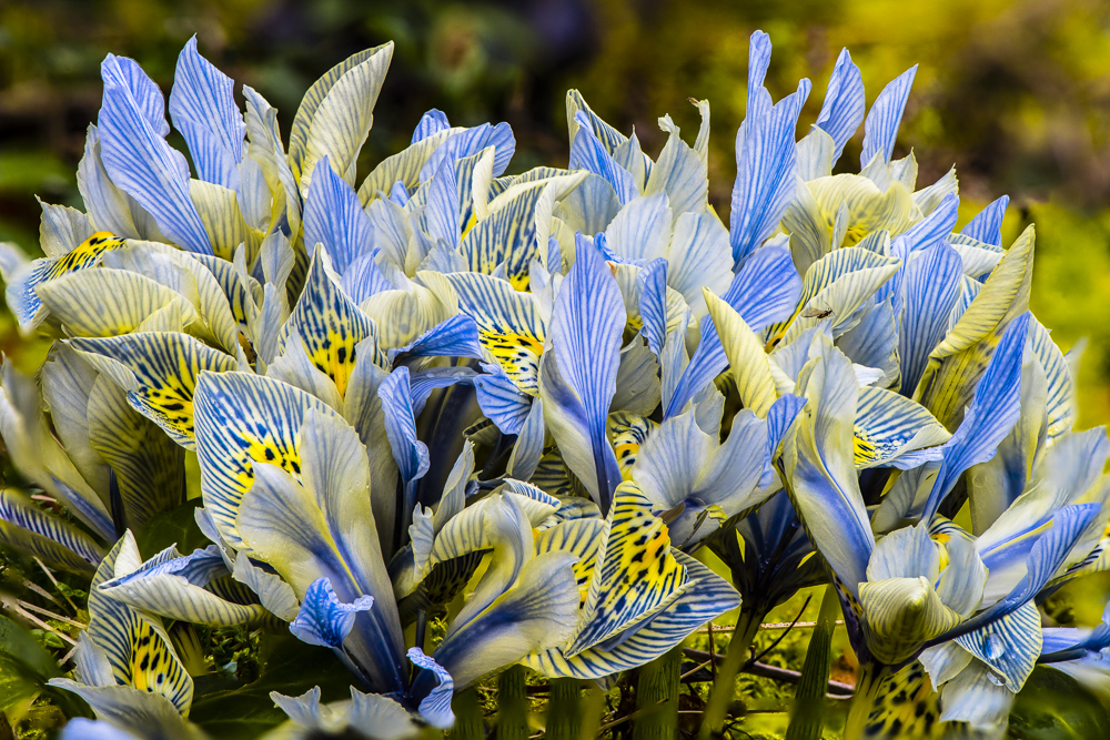 A Beautiful blue and Yellow Dwarf Iris known as "Katherine Hodgkin".