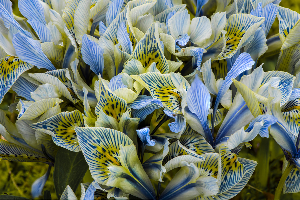 A Beautiful blue and Yellow Dwarf Iris known as "Katherine Hodgkin".