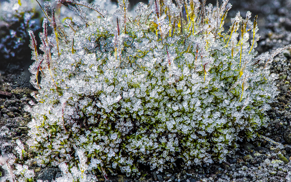 Ice crystals on moss
