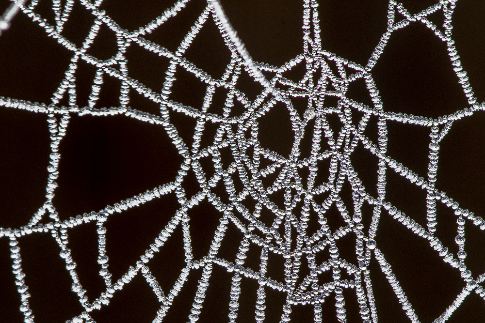 Frozen dew drops on spiderweb
