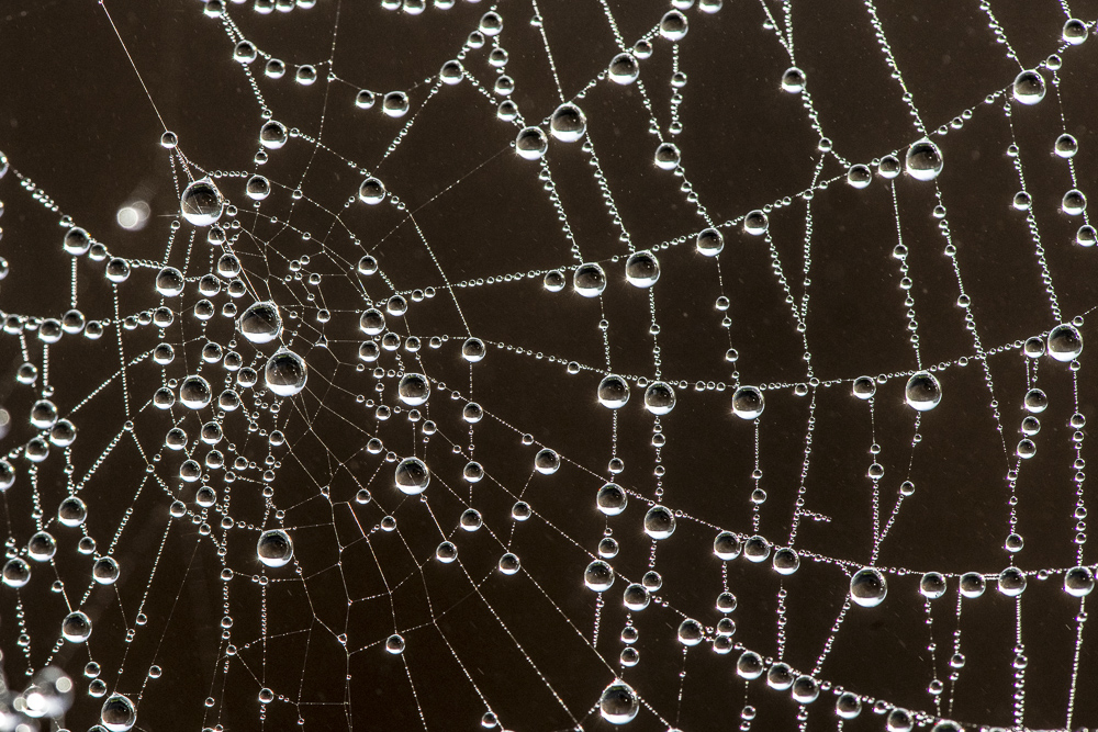 Dew drops on a spider web.